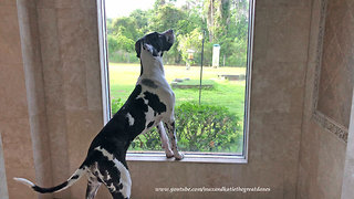 Great Dane Puppy Enjoys Squirrel Watching