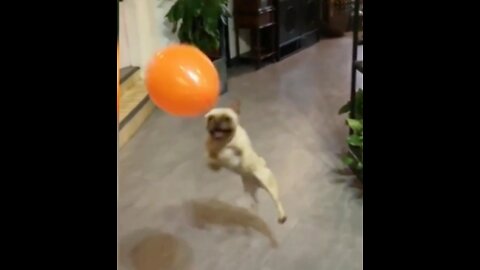 Baby Dogs - Cute and Funny Dog Videos Compilation #3 | Aww Animals #babydog #funnydog #aww,,,