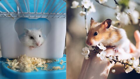 Hamster video Beautiful and amazing Hamster Video