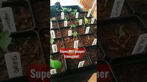 Super Hot Pepper seedling transplanting! #scorpionpepper #gardening #hotpepper #garden #superhot