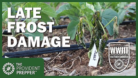 WWIII Victory Garden: Late Spring Frost Damage Solutions