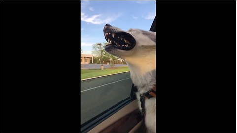 Husky loves to hang head out of window