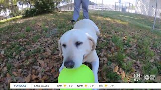 Lakeland's Tenoroc High School opens Doggy Day Care as part of an innovative veterinary program