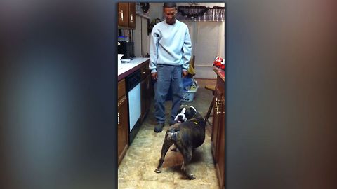 A bulldog is given a treat. The reason he spins in circles is just hilarious!