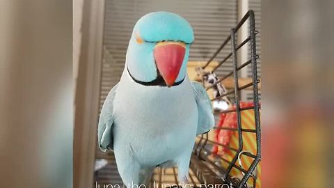 Talking parrot plays peekaboo with owner