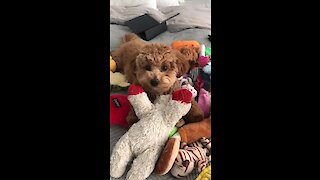 Puppy plays in pile of toys