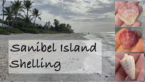 Sanibel shelling. Let's go shelling at the seashell capital of the world!