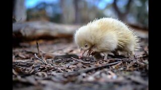 Raro mamífero albino filmado num parque natural na Austrália