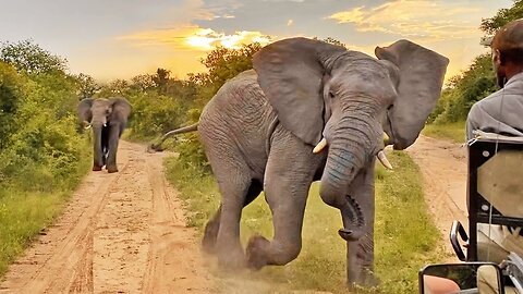 Angry Elephant Charges Safari Guide | Big 5 | African Wild Elephants