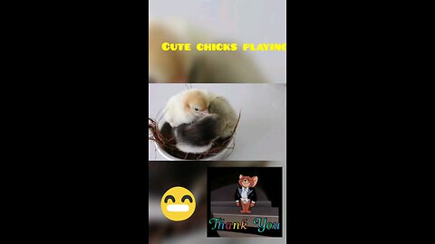Cute Chicks playing
