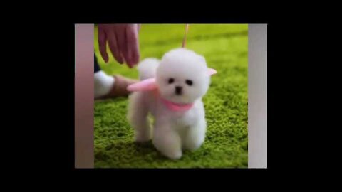 The Cutest Dogs In The World - Only In This Video