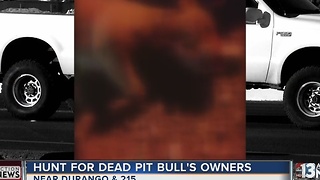 Pit bull killed by car, found with mouth tied up