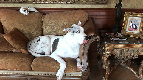 Comfy Great Danes and Cats Relax Together