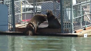 Feds target sea lions