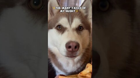 The many faces of my husky