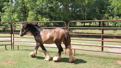 My Gypsy Colt Quiggly is a Unicorn