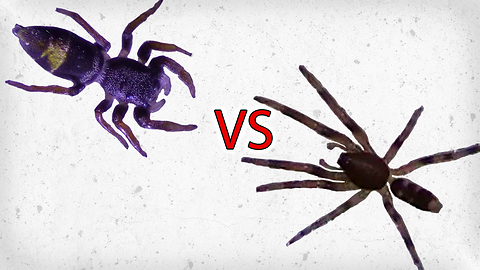 Jumping Spider vs White Tailed Spider