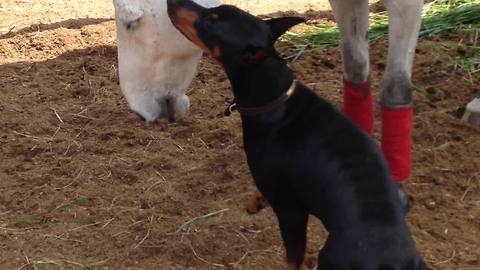 Doberman and horse share incredible friendship