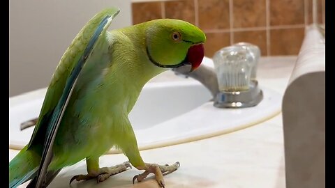 Parrot dancing...