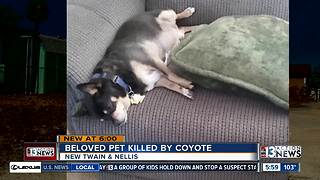 Beloved dog killed by coyote