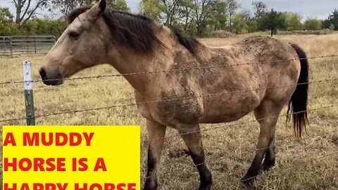 Muddy Horses Having A Mud Spa - Some Random Clips Of Critters On The Ranch