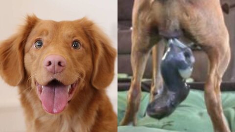Dog Has Amazing Birth While Standing!! animal21