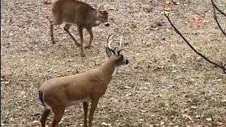 Ce cerf n'est pas dupe et réduit un leurre en poudre