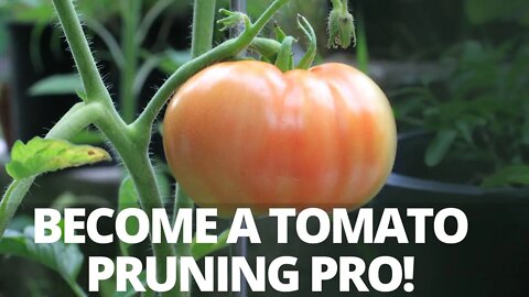 How to Prune Indeterminate Tomatoes & Identify Suckers