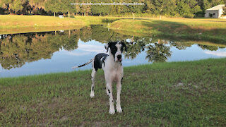 Speedy Great Danes Run Morning Zoomies Around Peaceful Pond