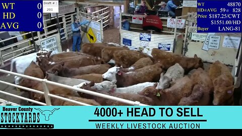 12/13/2022 - Beaver County Stockyards Livestock Auction