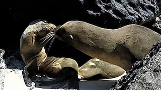 Female sea lion swoons when this cheeky male steals a kiss