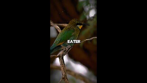 Swallow-tailed Bee-eater Facts!