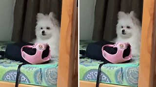 Woman Hilariously Teaches Her Puppy How To 'Whisper-bark'