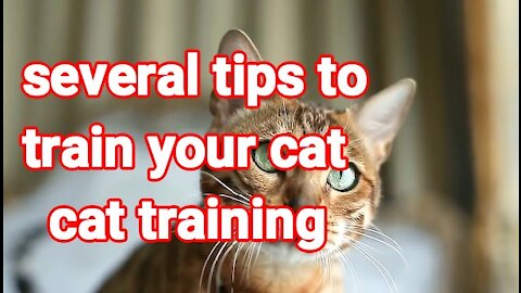 how to know several tips to train your cat cat training