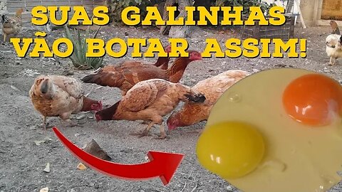 Criação de galinhas - Faça suas galinhas botarem ovos com a gema bem amarela