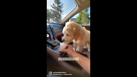 Puppy discovers the famous Starbucks puppuccino. Licks and makes noises in extreme excitement.
