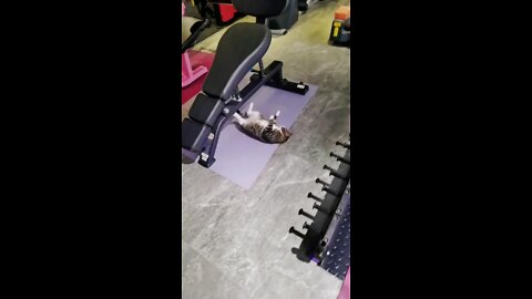 Cat Trying His Best At The Gym. Can you be better than him?