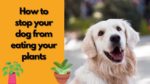 How to stop your dog from eating your plants