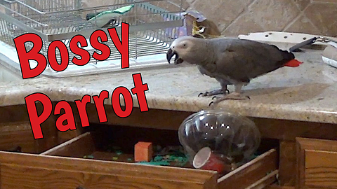 Bossy parrot makes demands to plastic fruit container