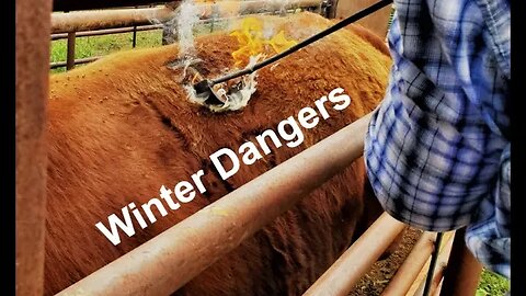 Winter Dangers | Safety in the Cold | Animal Care (In the Chute - Round 112)
