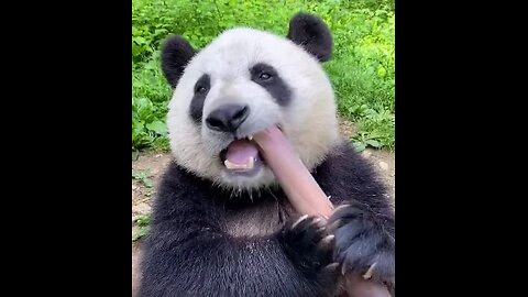 giant panda favorite culinary delight: sugarcane