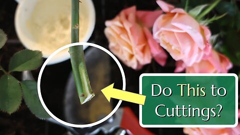 Should You Score Cuttings? Plant Propagation