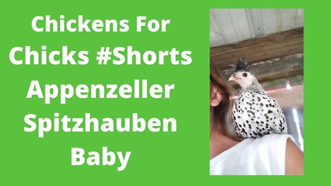 Silver Spangled Appenzeller Spitzhauben Jumped on My Shoulder #shorts