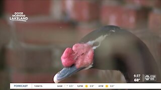 City of Lakeland urges drivers to slow down during swan nesting season