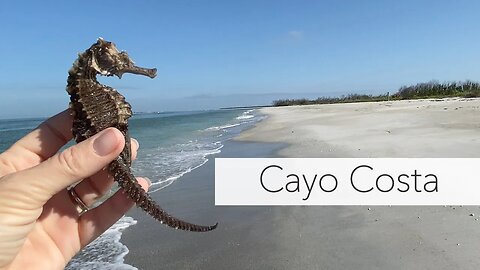 I found a seahorse! Cayo Costa shell tour left me with another seahorse!