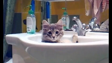 Кот. Раковина. Развлекушки-приколюшки. Cat. Sink. Amusing pranks.