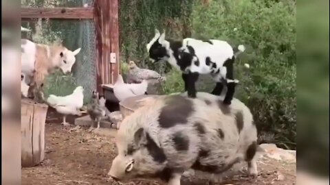 friendship of goats and pigs