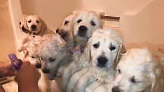 Hora do banho para estes cãezinhos adoráveis!