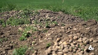 New Potato Field Rules Released