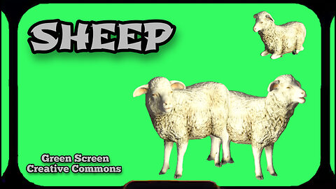 SHEEP animation green screen. GREEN SCREEN video footage.